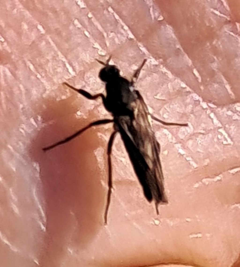 Bibionide ?